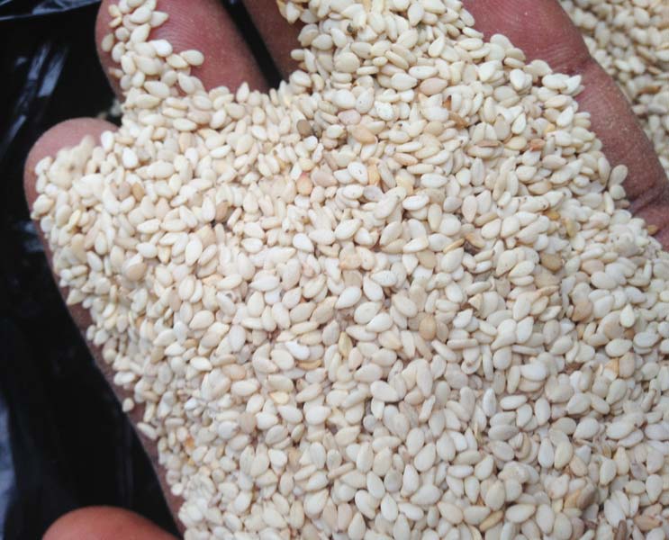 Sesame Blanc  - céréales nous recherchons pour achat 2500 tonnes de sésame blanc.----nous souhaiterions négocier avec les producteur et les exportateurs uniquement pas d'intermédiaires.----merci de nous contacter par mail si vous en disposez.----