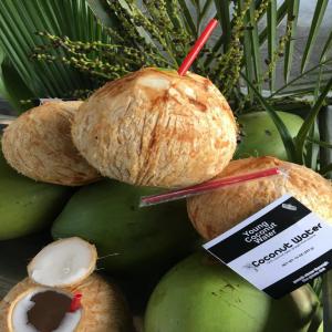 Noix de coco pelées bio frais - fruits et légumes noix de coco pelées avec paille certifié bio--origine costa rica--600 cartons de 24 unités --total-14400 noix de coco --capacité - 2x20 pied mensuel --non épluché 18$ carton de 11pcs 1080 cartons 40 pied--