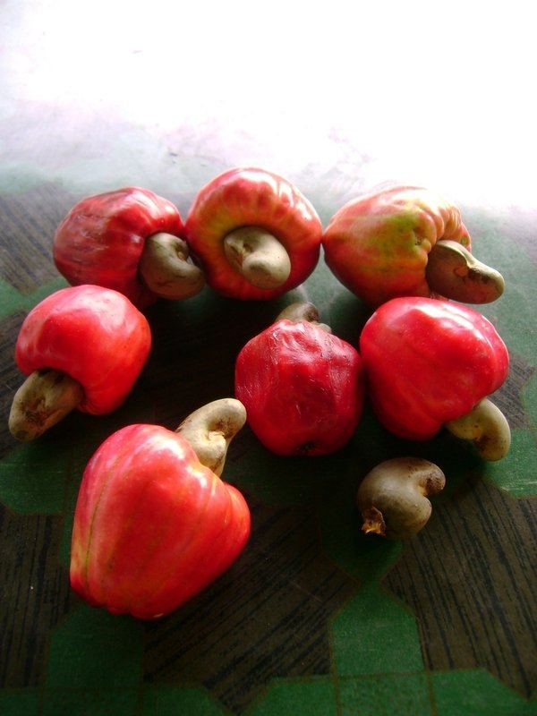 Noix d'anacarde de la Côte d'Ivoire - fruits secs et graines grillées nous achetons fob san pedro / abidjan,  noix d'anacarde brut bien séché .----kor 48 min--nut count  180 - 195 max----paiement cash ou par lc.----exportateurs ou producteur direct contactez-nous.--