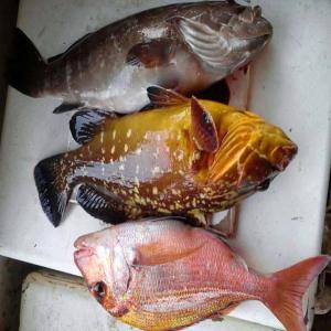 poissons frais ou congelés  - poissons bonjour je suis mareyeur et secrétaire général de la fenams (fédération national des mareyeurs du sénégal) je vend du poissons frais ou congelés en bonne qualité pour les intéressés vous pouvez m'écrire sur ém