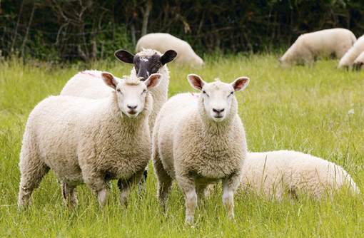 Cattle and lambs Livestock - meat and eggs we are specialist exporter of all breeds of stud and commercial livestock. we have experience with shipping all types of animals in a diverse range of vessels to clients all over the world.