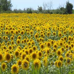 Huile de cuisine Tournesol - huiles ou que vous soyez dans le monde,  vous avez besoin d'huile de cuisine tounesol,  nous  luma s  pouvons vous fournir une huile de bonne qualité a des prix défiants toute concurrence. faites nous le savoir si vous etes intéressé...merci!