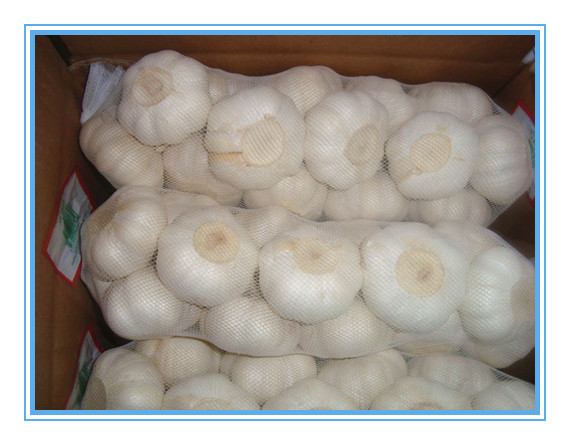 Brand new  turkish fresh garlic for sale - aromatic spices --product--normal white garlic or pure white garlic--size--45mm, 50mm, 55mm, 60mm, 65mm--brand--qhsm--temperature in container---3 ℃--humidity--65%--packing--1, 5kg/8kg/9kg/10kg/20kg mesh bag--2, 8kg/9kg/10kg carton--inner packing--1, 1kg bag×10/10kg carton--2, 500g bag×20/10kg carton--3, 200g bag×50/1