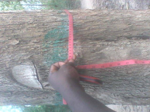 OFFRE DE BOIS SUR PIEDS(TECK) EN COTE D'IVOIRE - bois charbon fibre cote d'ivoire-offre de bois sur pieds.--pays-cote d'ivoire, region-moronou, lieu-m'batto.essence-teck volume total estime(grume)15000-18000 pieces. 1ère essence volume estimé.la voie est praticable.disponibilité facile d'engins de transport, prix abordable et négociable.prix