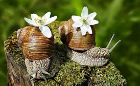 Pomatia Snails - animaux vivants we are lithuanian company and we are looking for clients who are interested in buying pomatia snails  this  season. please feel free to contact us for more details!--