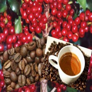 PRODUITS CAFE ARABICA ET ROBUSTE DU BRASIL - café cacao thé bonjour messieurs nous avons du cafe arabica et robuste tamis 17/19/17/18--tarif 190, 00 dollar le sac du 50 kl