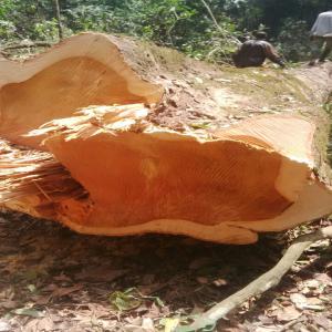 grumes de pachyloba en vente à douala cameroun - bois charbon fibre nous disposons de 5000 m3 de grumes de pachyloba dans nos forets du cameroun en vente au prix fob douala et les spécifications sont les suivantes------l- 5à 10 m ;  d - 60-69 ai prix 570 euros,  70-79 au prix de 650 euros,  80-89 au prix de 750 euros; 90-99 au prix  de 900 euros/m3 fob d