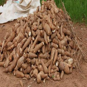 VENTE DE MANIOC ET PRODUITS DERIVES DU MANIOC - féculents nous mettons à votre disposition - --- boutures de manioc; --- manioc frais --- pâte de manioc; --- farine de manioc ; --- gari à base de manioc; --- amidon à base de manioc ; --- attiéké. 