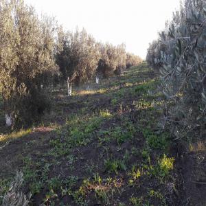 Vente des arbres (oliviers) - fruits et légumes vente des arbres (plants) oliviers picholine marocaine. âgées de 30 ans. mesures 2, 50 m à 3 m de hauteur.--quantité- 300 arbres. --prix- 300€/unité.--livraison- self-collection.