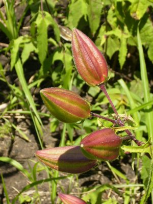 Ambrette graines - semence graine plant nous avons demarré la nouevelle récolte 2017 des graines d'ambrette. nous sommes en mesure de faire des embarquements vers la fin mai par conteneur complet ou bien en groupage en pallette.