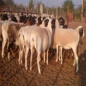 Chèvres Boer Pure Bred, moutons vivants, bovins,  - animaux vivants chèvres boer et moutons merino de 40-50kg--chèvres et moutons moutons de 50 à 60 kg--chèvres et moutons moutons de 65 à 75 kg--chèvres et moutons moutons de 80 à 100 kg--chèvres enceintes et moutons de 80-100k--tous disponibles à la vent