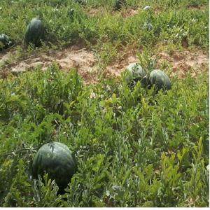 grossiste Recherche de client  pasteque ,melon - fruits et légumes bonjour,  nous sommes a la recherche de clients en europe ou en afrique  pour l'exportation de divers fruits  tunisien tels que- pastèque,  melon.--merci de nous contacter--quantite - 500 tonnes----