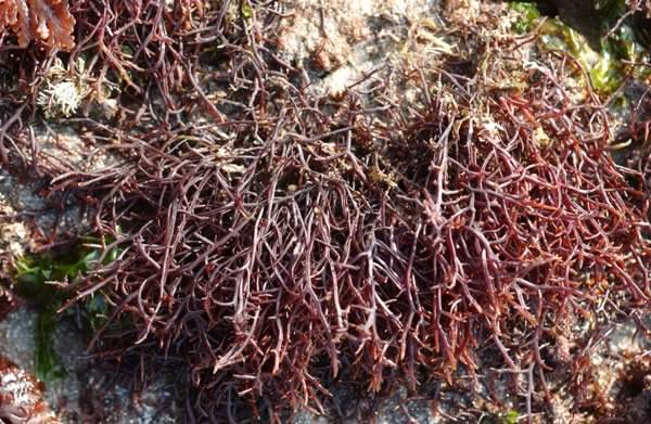 Gigartina à vendre - coquillage crustacé nous sommes une société d'import/export marocaine cherchant de nouveaux achteurs d'algue maritime de type gigartina dans le monde entier.. nous avons 15 tonnes de gigartina de très bonne qualité d'origine marocaine--pour tout renseignement concernent le produit,  veuillez 