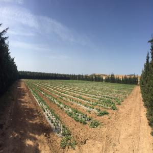 vente plants de stévia - produits sucrés notre société bio natura possède un domaine agricole biologique de 160ha en tunisie. --nous pouvons vous fournir en plants de stévia et vous encadrer pour le démarrage de l'activité.--