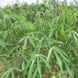 Grossiste - féculents ma production s'étant sur deux hectare soit 40 tonnes de manioc par an pour le moment. le client négocie a l'hectare, une fois conclut il est décideur de ça marchandise.