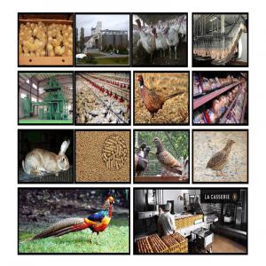 Consultant Projets Aviculture Industriels. - conseil et formation cadre européen consultant et expertise----productions  « avicoles et transformations ».----(avicultures –cunicultures – gibiers et autres)-------          forte expérience (35 ans) dont (30 ans) afrique,  -----     etude de projet,  (nouveaux et  développement de projets existants