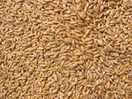 Ble roumain - céréales nous sommes une société d'exportation de produits en roumanie.--nous vendons du blé avec les caractéristiques suivantes---moisture- 11%--protein- min.12%--hectolitric mass- min 78%--gluten- min.22%--foreign bodies-2.2%--prix- 200 usd,  fob constanta --mode de paiement- lc 