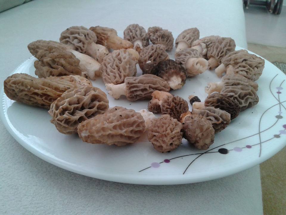 morilles -  yeast fungus morilles de la turquie occidentale. nous recueillons morilles nous-meme. nous sommes la première personne qui voient la nature au morilles. il n'y a pas d'intermédiaire. nous envoyons notre morilles séchées courrier en europe de la belgique. nous voulons un accord commerc