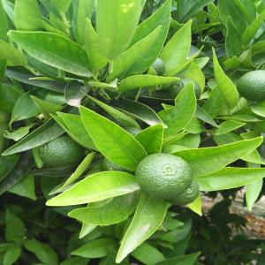 Maroc fruit et légumes  - fruits et légumes je suis un jeune marocain connaisseur, solvable et motiver qui a la recherche d’un client partenaire et ceci dans le but de réussir un business  d’export de fruits et légumes à partir du maroc vers un marché qui metrise.--