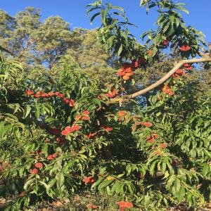 Cherche Nouvelle Variété d'agrumes  - fruits et légumes bonjour ,  je possede une ferme de 25ha dont 3h de peche 2h d'olive et 4h d'orange maltaise la ferme se situe au cap bon dans le nord est de la tunisie avec un climat tres doux . je cherche a exploiter de nouvelle varietes d agrumes pour l export essentiellement le citron caviar . 