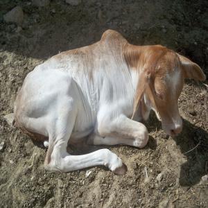 cherche des vaches gestantes races pouvant vivre  - animaux vivants cherche races de vaches. gestantes avec grande quantité de lait pouvant s adapter en africaine au sénégal.