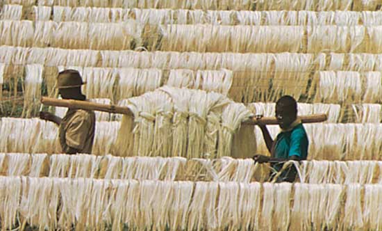 Fibre Sisal de Tanzanie - matiere vegetale fibre ug-longueur- apartir de 60cm --colour of fibre may be brownish and spotted due to damaged leaf or greenish and slight barky runner could be evident