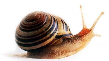 Escargot helix aspersa maxima  - animaux vivants bjr --nous sommes societè au maroc --spécialité - elevage des escargot --quantitè min - 10 tonnes--soyez le bienvenu --si vous etes des question n'hesite pas a me contzctez--merci--