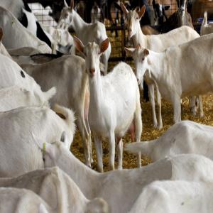 Nous avons des chèvres Boer, des Chèvres Saanen,  - animaux vivants nous avons des chèvres boer,  des chèvres saanen,  des vaches holstein et angus. les animaux oue sont très sains et bénéficieront d'une garantie de santé. contactez-nous pour plus de détails