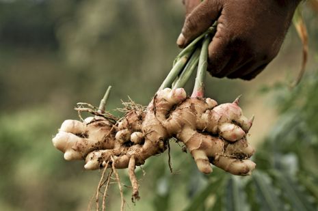 GINGEMBRE FRAIS - épices aromates nous pouvons vous fournir du gingembre de très bonne qualité à prix moindre. tout peut se negocier,  n'hésitez pas à nous contacter. 