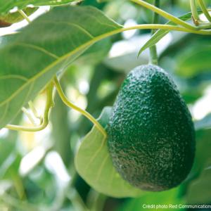 Avocat Hass - fruits et légumes bonjour. --nous sommes producteurs d'avocat variété hass provenant du pérou.--nous garantissons un produit homogène et de tous calibres.--nos tarifs sont les plus compétitif du marché car issu de la production directement. --merci de nous contacter pour tout