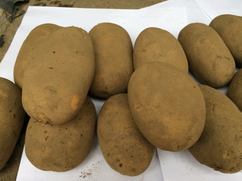 Pommes de terre à vendre - fruits et légumes la variété de nos pommes de terre- innovator--- calibre 50+--- fermes--- sans germes--nous pouvons fournir également d'autres variétés sur demande.--