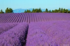 LAVANDE : GRANDE QUANTITE - épices aromates a vendre une quantité de lavande,  de 40 tonnes,  d'une bonne qualité,  le prix est de 7, 5€ le kg,  le prix indiqué est au champ