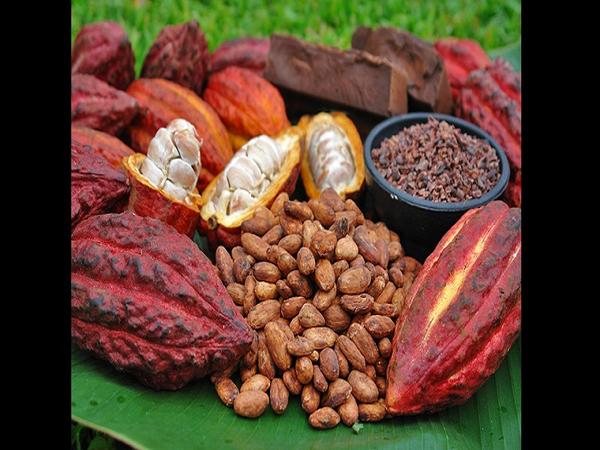 Cacao sec du cameroun - café cacao thé nous sommes une entreprise agro-alimentaire basée au cameroun ayant en stock 250tonnes de cacao--nb-nous sommes capables de livrer toute commande.