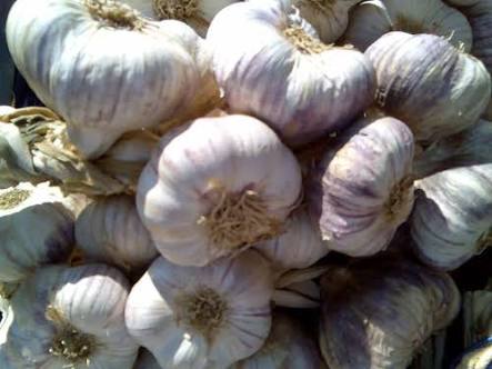 Garlic - fruits and vegetables the first choice garlic of the algerian terroir sorted,  calibrated and cleaned with unlimited quantities in unlimited quantities throughout the year.