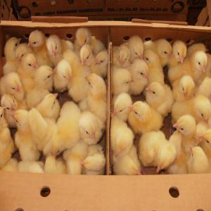 Vente en gros et details des Poules,Coqs,Poussins - animaux vivants tout fournir - fournisseur de poussins œufs aliment prodas matériel avicole et poulets de chair.--1.8,  1.9,  2,  2.1 kilos faites vos commandes en gros en détails.