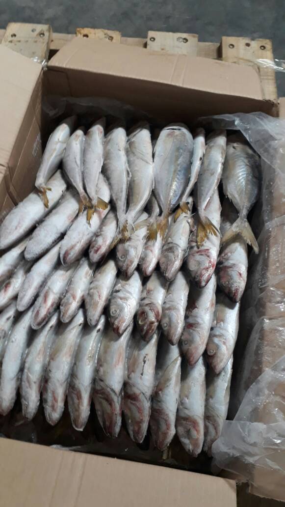 Recherche de partenaire ou clients - poissons nous sommes une société  industrielle de peche à nouadhibou. notre travaille consiste à faire -des  exportations de poissons et de traitement .nous cherchons des clients sérieux et solides. les poissons que nous avons sont les suivants- pargot, chinchard, burro, liche