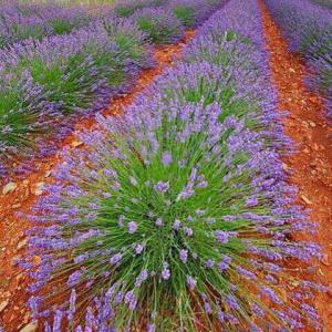 Vente de lavande sous forme de grains  - épices aromates cherche acheteur pour lavande  sous forme de graine dans des sacs de 20kg récolte 2017.--de grande qualité region moyen atlas maroc--quantité 30 tonnes 