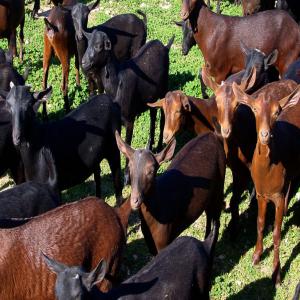 CHÈVRES RACE MURCIANO GRANADINA POUR LE MAROC - animaux vivants bonjour, --je préparer les chèvres race murciano granadina pour le maroc avec tous les documents sanitaires requis. camion environ 360 chèvres aprox. xavi--