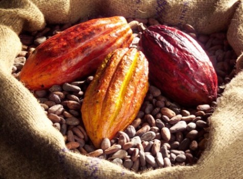 Vente de cacao en fèves - café cacao thé bonjour,  nous commercialisons des fèves de cacao et des grains de café de qualité d'origine cameroun. avec une vingtaine d'années d'expérience dans ce--domaine,  nous assurons à nos partenaires de choix qui sont nos clients un service et une qualité as