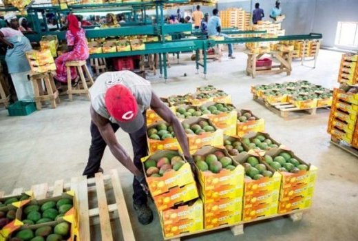 EXPORTATION DE MANGUES  DU SÉNÉGAL PAR AVIONKent) - fruits et légumes exportation de mangues sénégalaises par avion pour la variété kent. nous sommes un réseau de producteurs très présent sur le marché et nous proposons des produits de qualité répondant aux normes internationales.