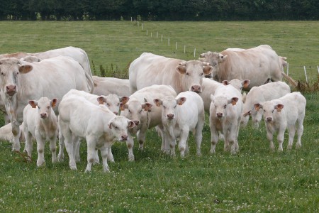 Veaux d engraissement et vaches laitiere race pur - animaux vivants je cherche clients eleveurs acheteurs de veaux d engraissement et vaches laitieres race pur charolais limousin monbeliard qualité prix.--