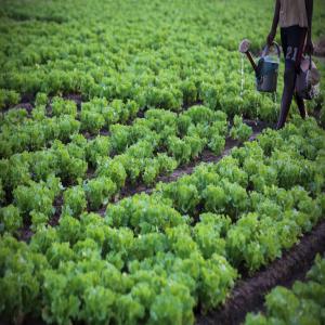 partenaire pour l'exploitation d'une ferme - fruits et légumes bonjour. je dispose d'une ferme d'au moins 3 hectare. des palmiers sélectionnées y sont déjà plantés et produisent déjà. je recherche des partenaires pour en faire une grande source de revenu et peut etre un centre de distribution des produits aliment