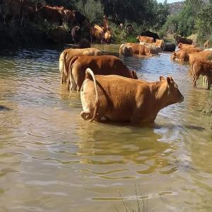 offrir des produits de haute qualite.  - animaux vivants nous sommes une entreprise espagnole qui s'occupe d'elevage ovins et bovins de tous types nous cherchons des clients sur le maroc.nous avons un stock de plus de 5000 unités- limousine et charolais. aussi offrir autre produit comme l'huile,  fromage,  le rouge et jambon.--