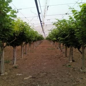 Tunisie - Vente de vignoble / Recole de Raisins - fruits et légumes à vendre en tunisie à jbal resas,  mornag senia vignoble miski avec filets anti greles 1740 pieds + arbres fruitiers agrumes ,  figues ,  oliviers ,  superficie 1 hectar clôturé grillage ,  titre de propriété individuel en cours + logement d'habitation 110 m + b&a