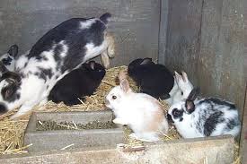 animaux vivant de qualité et de satisfaction - animaux vivants on met à  votre disposition des animaux de consommation à vendre tel que les lapins de race et ordinaires, de chairs surtout de plus nous avons aussi des moutons de qualité  pour votre satisfaction alimentaire . pour plus d'information --- coût lapin  16.000 fr cfa --- cond