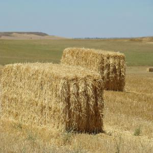 Paille en ballots - aliments pour animaux nôtre ballots de paille broyée sont parfaits soit pour grossir que pour litière.--nôtre paille est sans pierre ni sable à cause de nôtre méthode de retraitement. 