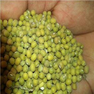 Green Mung Provider Madagascar - roasted seeds and nuts  export can supply you with green mung beans - excellent quality grown organically in madagascar.--at the moment,  here is our price offer ---mung beans - madagascar origin - crop 2017--faq quality - well cleaned ---grain size 3.5mm and up--packing - 50kg new pp bag--loading capacity 24mt per 20ft co