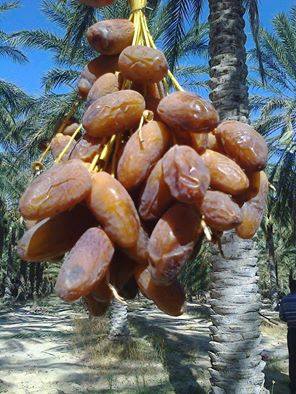 Offre de dates  Deglet Nour , Sud Tunisien  - fruits et légumes bonjour --nous fournissons dates deglet nour récoltés à kebili,  sud tunisien. nous sommes prets pour les demandes de l'export vers le maroc,  l’espagne ... --si vous etes intéressé,   merci de nous contacter.------