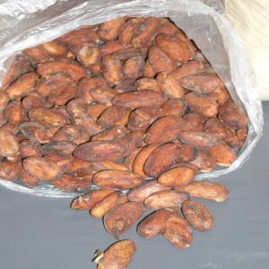 Fèves de cacao bien fermentées - café cacao thé produit- fèves de cacao bien fermentées (par tonnes métriques)--origine- côte d'ivoire--quantité- 5 000 tonnes métriques ou plus--[ceci est une commande d'essai. un contrat d'une année sera amorcé pour acheter plus de 70 000 tonnes métriq