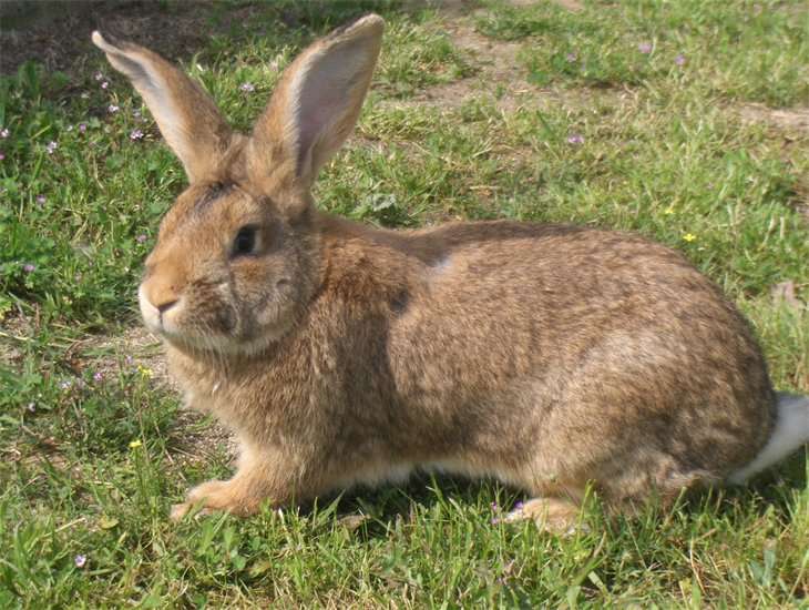 CUNICULTURE - animaux vivants jeune producteur en quete de client potentiel.--produisant 2500kgs/mois de lapin soit minimum 30tonnes l'annees